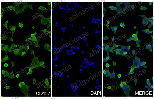 Anti-Human 4-1BB/TNFRSF9/CD137 & PD-L1 Bispecific Reference Antibody (Enristomig, RUO)