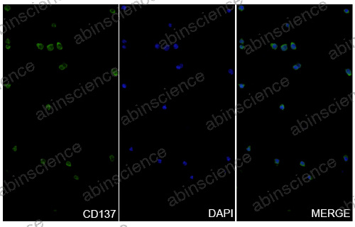 Anti-Human 4-1BB/TNFRSF9/CD137 & PD-L1 Bispecific Reference Antibody (Ragistomig, RUO)