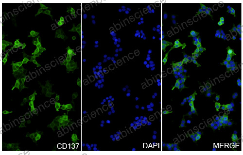 Anti-Human 4-1BB/TNFRSF9/CD137 & PD-L1 Bispecific Reference Antibody (Ragistomig, RUO)