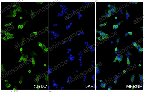 Anti-Human 4-1BB/TNFRSF9/CD137 & PD-L1 Bispecific Reference Antibody (Xirestomig, RUO)
