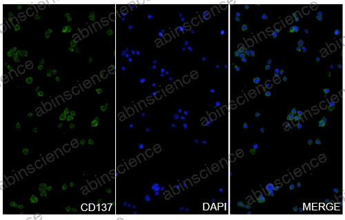 Anti-Human ErbB2/Her2 & 4-1BB/TNFRSF9/CD137 Bispecific Reference Antibody (Cinrebafusp Alfa, RUO)