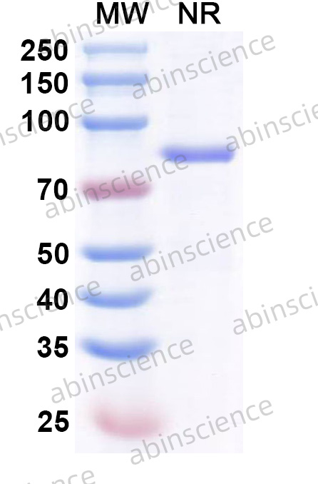 Anti-Human 4-1BB/TNFRSF9/CD137 & FAP Bispecific Reference Antibody (RO7122290, RUO)