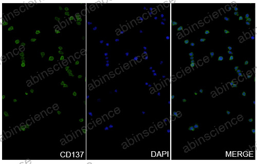 Anti-Human 4-1BB/TNFRSF9/CD137 & 5T4 Bispecific Reference Antibody (Apv-527, RUO)