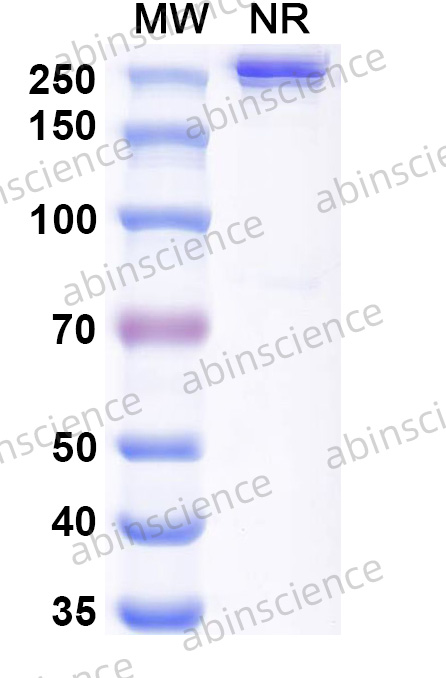 Anti-Human 4-1BB/TNFRSF9/CD137 & 5T4 Bispecific Reference Antibody (Apv-527, RUO)