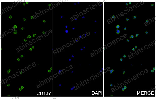 Anti-Human 4-1BB/TNFRSF9/CD137 & DLL3 & CD3 epsilon Reference Antibody (Clesitamig, RUO)