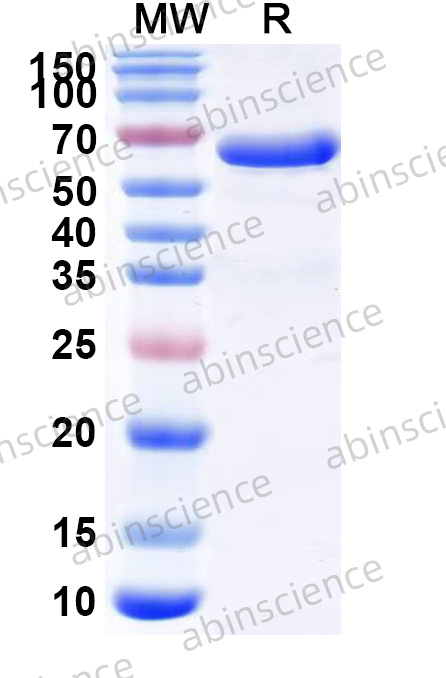Human MFGE8 Recombinant Protein (N-GST & C-His)