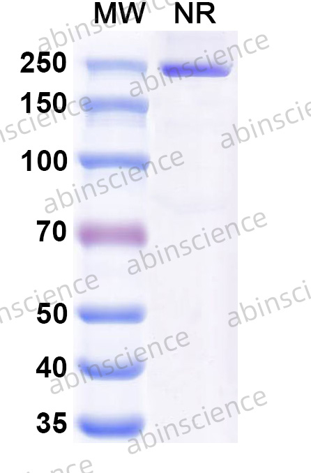 Anti-Human PD-1 & CD47 Bispecific Reference Antibody (Hx009, RUO)