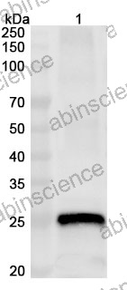Anti-Human KRT17 Polyclonal Antibody