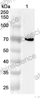 Anti-Human STK3 Polyclonal Antibody