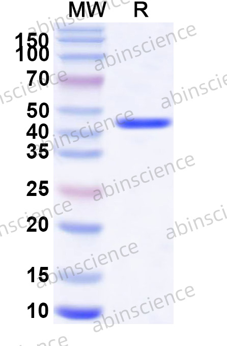 Human BAX Recombinant Protein (N-GST & C-His)