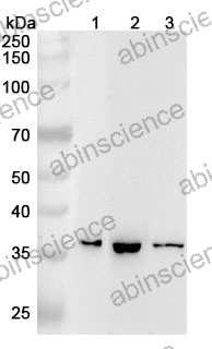 Anti-Human EIF3I Polyclonal Antibody