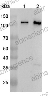 Anti-Human CAPRIN1 Polyclonal Antibody