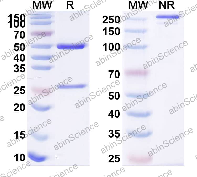 Anti-Human Cadherin‑17 Reference Antibody (Zarutatug , RUO)