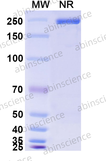 Anti-Human Cadherin-17 Recombinant Antibody (SAA0347)