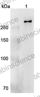 Anti-CHD4 Polyclonal Antibody