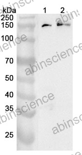 Anti-DHX9 Polyclonal Antibody