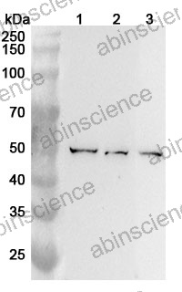 Anti-BLMH Polyclonal Antibody
