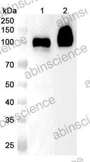 Anti-Human ALCAM/CD166 Polyclonal Antibody
