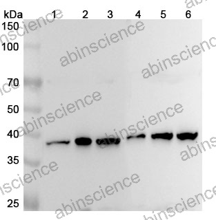 Anti-Human RFC4 Polyclonal Antibody