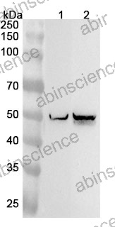 Anti-Human STRADA Polyclonal Antibody