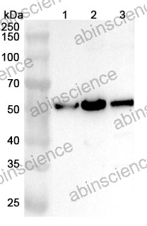 Anti-Human TMEM120B Polyclonal Antibody