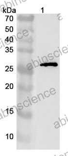 Anti-Human PRSS37 Polyclonal Antibody