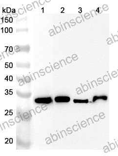 Anti-GPD1 Polyclonal Antibody