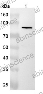 Anti-Human SEMA4F Polyclonal Antibody