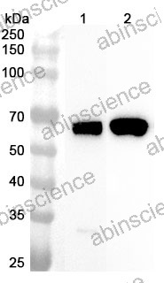 Anti-Human FYN Polyclonal Antibody