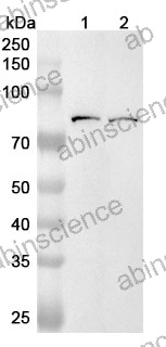 Anti-Human RFX5 Polyclonal Antibody