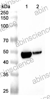 Anti-Human WDR4 Polyclonal Antibody