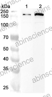 Anti-Human UBE4B Polyclonal Antibody
