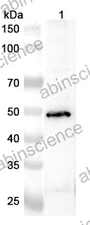 Anti-Human TRMT5 Polyclonal Antibody