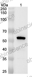 Anti-Human TAF7L Polyclonal Antibody