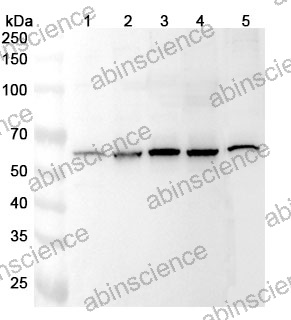 Anti-ARIH2 Polyclonal Antibody