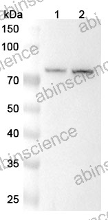Anti-PREP Polyclonal Antibody