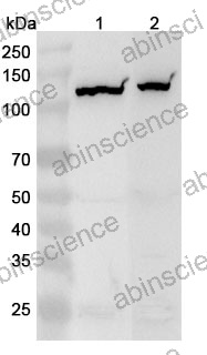 Anti-Human NLRP2 Polyclonal Antibody