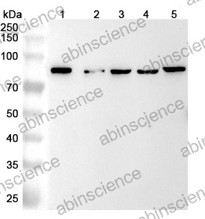 Anti-Human CDT1 Polyclonal Antibody