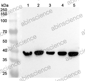 Anti-Human IDH3A Polyclonal Antibody