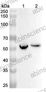 Anti-Human RRP1 Polyclonal Antibody