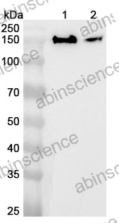 Anti-Human RPRD2 Polyclonal Antibody