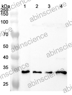 Anti-Human CLTA Polyclonal Antibody