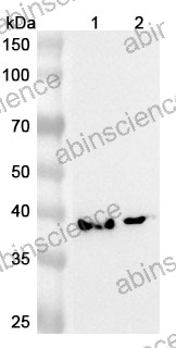 Anti-Human KRR1/HRB2 Polyclonal Antibody