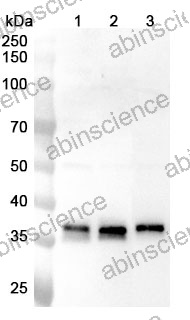 Anti-Human CLNS1A Polyclonal Antibody