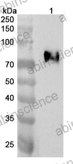 Anti-Human ATP4B Polyclonal Antibody