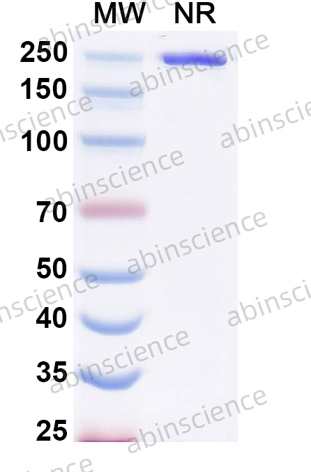 Anti-Human PD-L1 & CD3 epsilon Bispecific Recombinant Antibody (SAA3042)