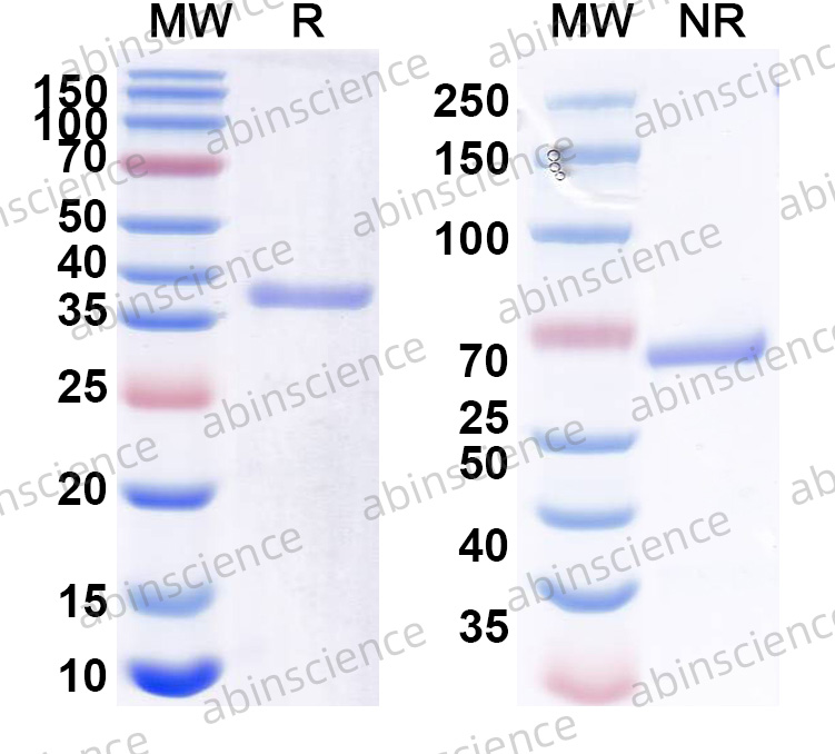 Research Grade Sonefpeglutide