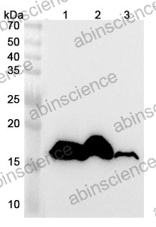 Anti-Human CYB5A Polyclonal Antibody