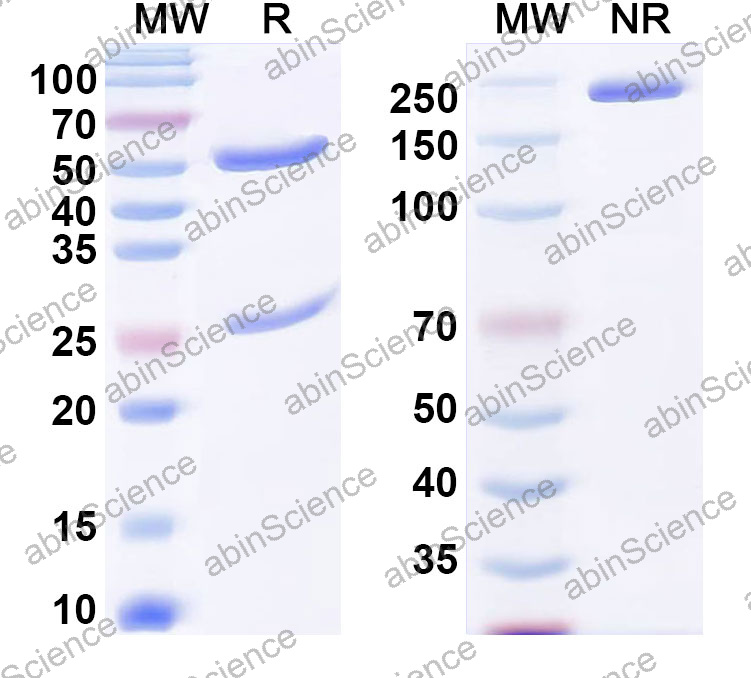 Anti-Human Hom s 5/KRT6A Monoclonal Antibody (1A584)
