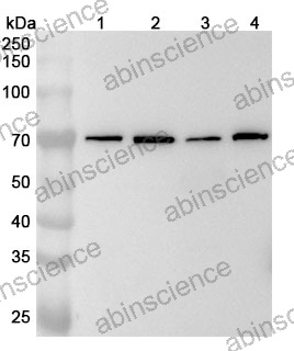 Anti-STAM2 Polyclonal Antibody